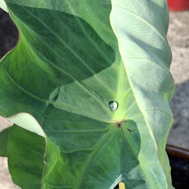 Lettuce. Weather forecasts with beautiful photos by Wen-ya Huang Photos in Kaohsiung City