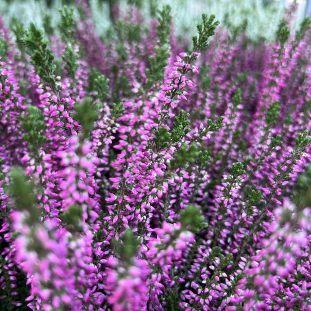 Photos météo à Monde. Prévisions météo avec de superbes photos de SwissEloi