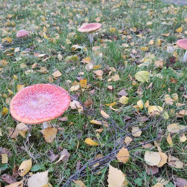 Fotos Clima. Previsões do tempo com lindas fotos de drollted em Česká Třebová