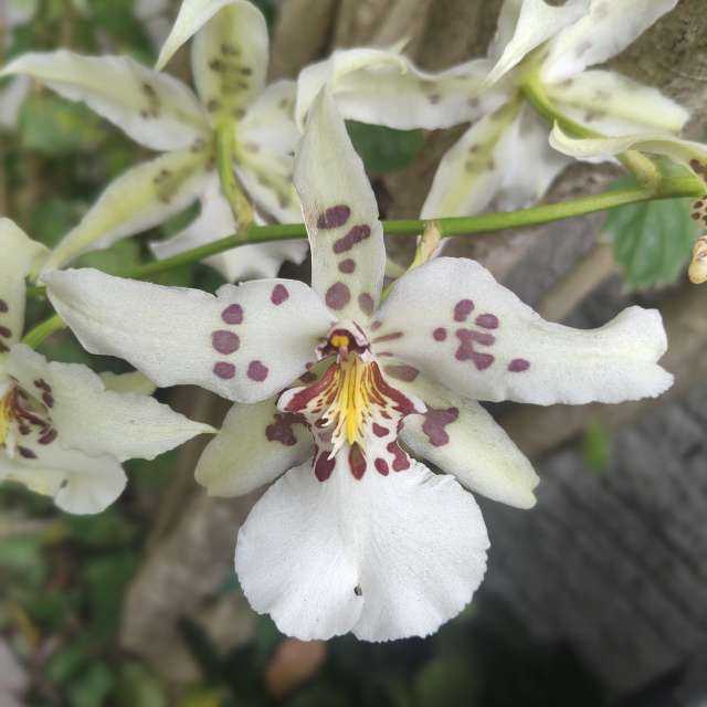 Natureza. Wettervorhersagen mit schönen Fotos von VIAꓨEM_E_HISTÓЯIA Fotos Florianópolis