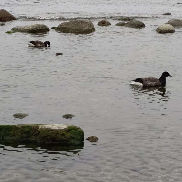 Gorod Svetlogorsk的Weather. 天气预报，带Михаил Бондаренко精美的照片照片