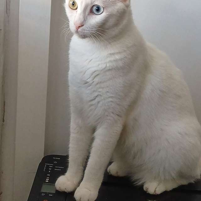 天气预报，带Zaza精美的照片