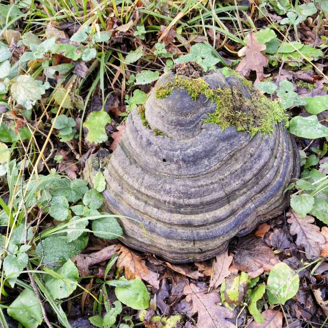 天气预报，带Aleksei精美的照片