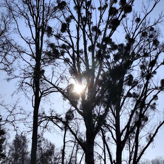 IvanaBの美しい写真による天気予報