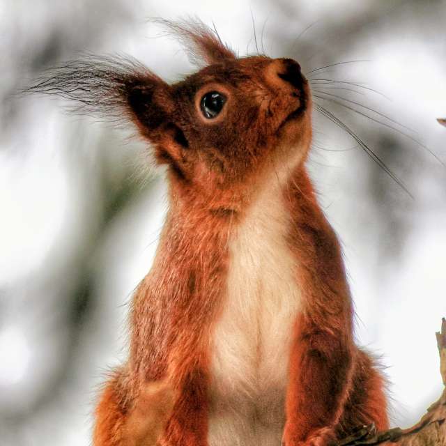 Squirrel. Weather forecasts with beautiful photos by Lotti5507 Photos in Wellinghofen