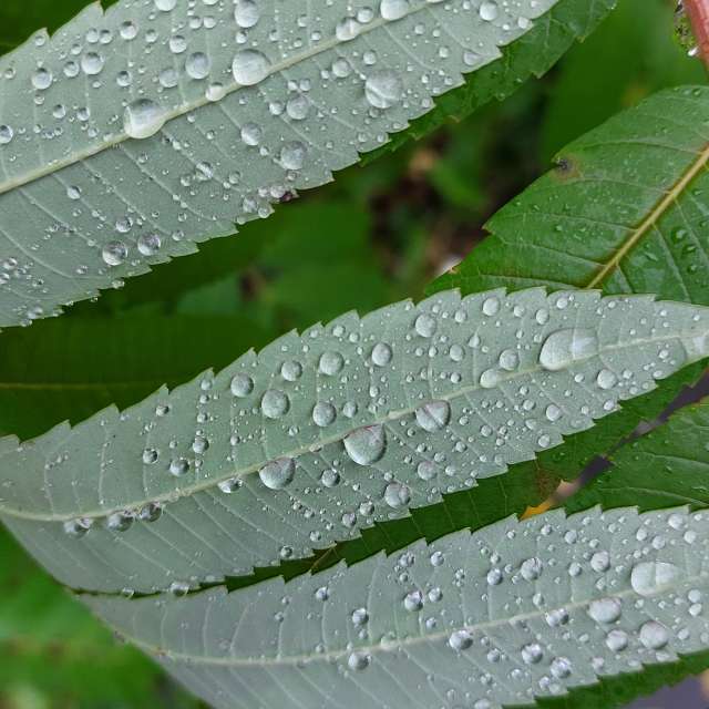 Petiole. Weather forecasts with beautiful photos by Iryna Photos in Kharkiv