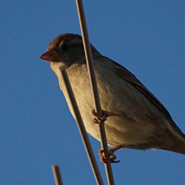 Brown. Weather forecasts with beautiful photos by tony5636 Photos in Calvisson