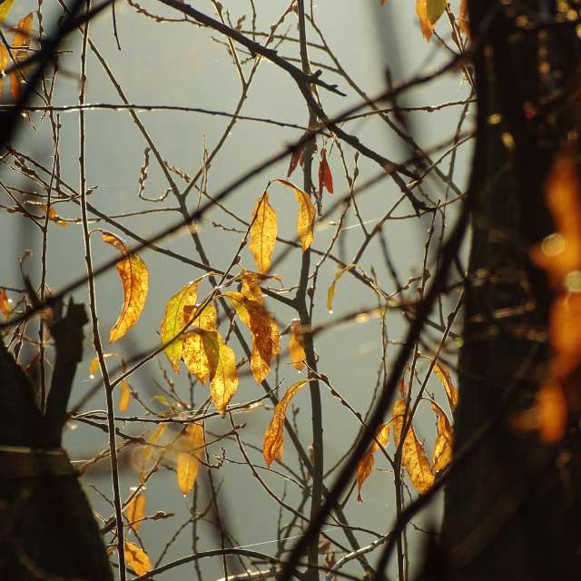 Bird. Weather forecasts with beautiful photos by Михаил Гавриков Photos in Kharkiv