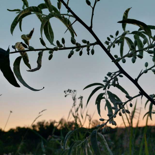 Goof narrow-leaved. Weather forecasts with beautiful photos by Iryna Photos in Kharkiv
