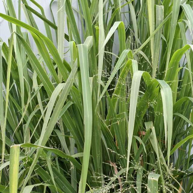 Photos Feuille. Prévisions météo avec de superbes photos de Wen-ya Huang de Kaohsiung