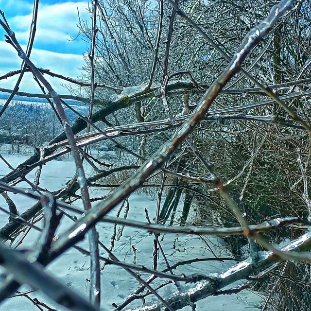 Bear. Weather forecasts with beautiful photos by VitalyGURA Photos in World