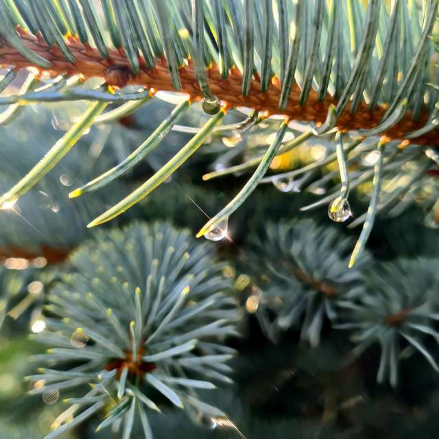 天气预报，带HelenR精美的照片