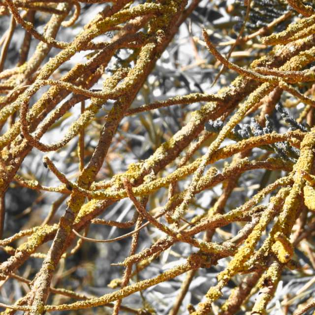 天气预报，带Step_Gently精美的照片