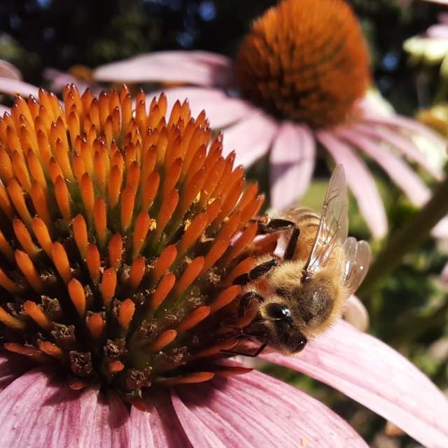 天气预报，带AgentTomcat精美的照片