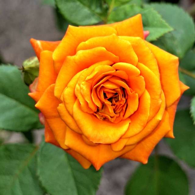 Garden. Weather forecasts with beautiful photos by Wen-ya Huang Photos in World