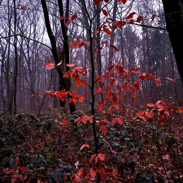 Прогнозы погоды с чудесными фотографиями, сделанными schimi