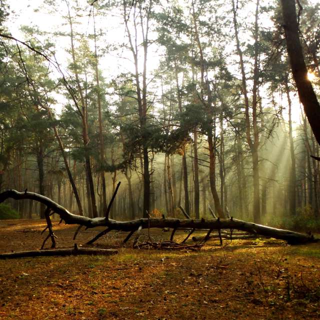 Plant. Weather forecasts with beautiful photos by Михаил Гавриков Photos in Kharkiv