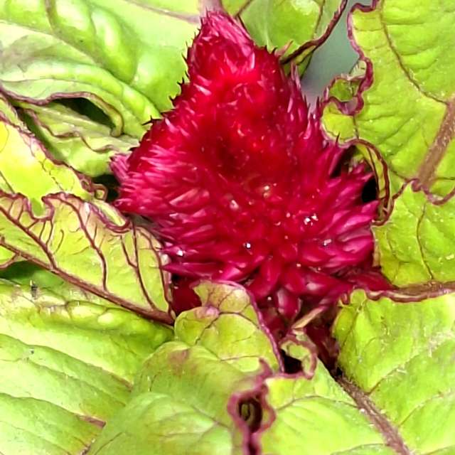 Lettuce. Weather forecasts with beautiful photos by Wen-ya Huang Photos in Kaohsiung City