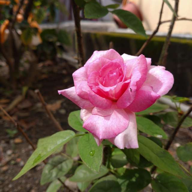 Fotos Rosa. Previsões do tempo com lindas fotos de Wen-ya Huang em Kaohsiung City