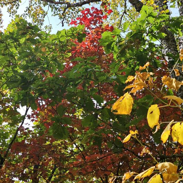 天气预报，带ImPe精美的照片