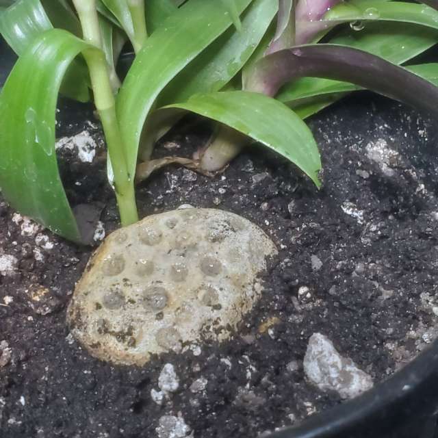 天气预报，带Zim Lotsa精美的照片