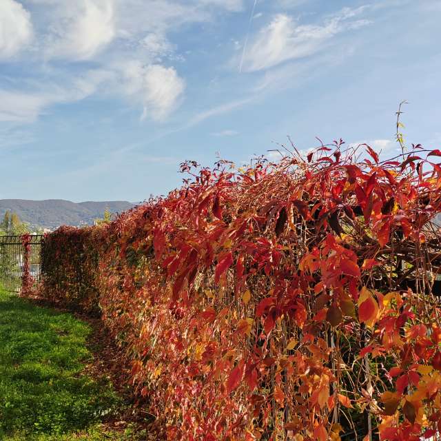 天气预报，带Albert_Smelovtsev精美的照片