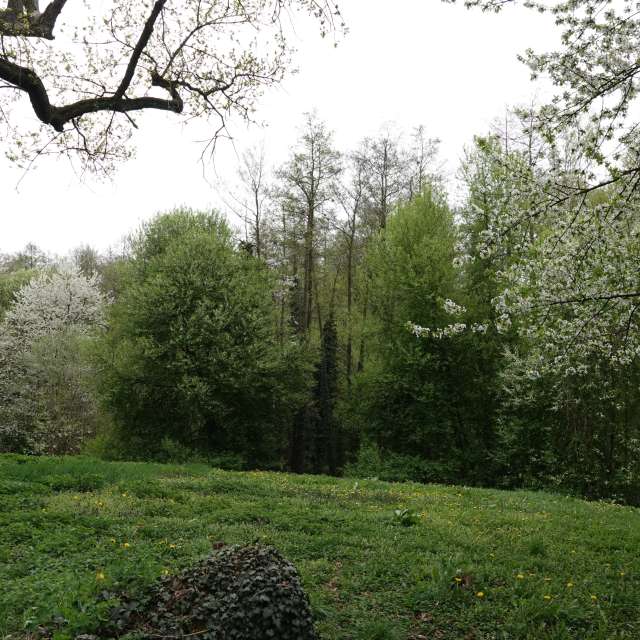 Fotos Flor. Previsões do tempo com lindas fotos de Vasek325 em Praha 12