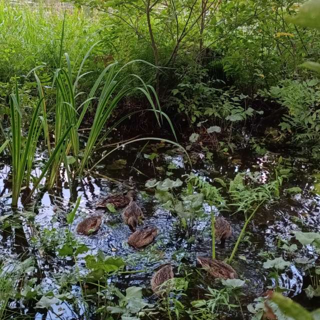 Lena_Glukhovaの美しい写真による天気予報