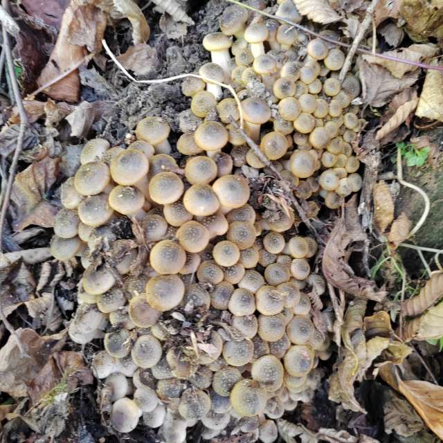 Fotos del Alimento. Pronósticos del tiempo con hermosas fotos de Albert_Smelovtsev en Roza Khutor