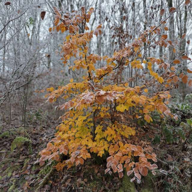天气预报，带Brtd精美的照片