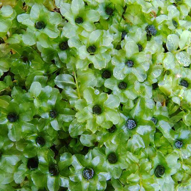 Fotos del Alimento. Pronósticos del tiempo con hermosas fotos de Albert_Smelovtsev en Roza Khutor