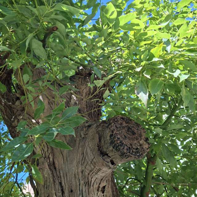 Fotos Floresta. Previsões do tempo com lindas fotos de Wen-ya Huang em Kaohsiung City