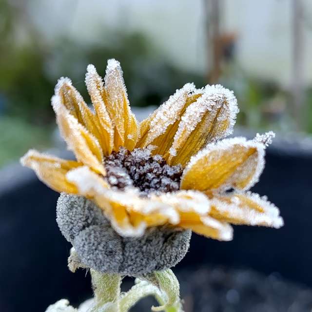 Pronósticos del tiempo con hermosas fotos de Richtoldi