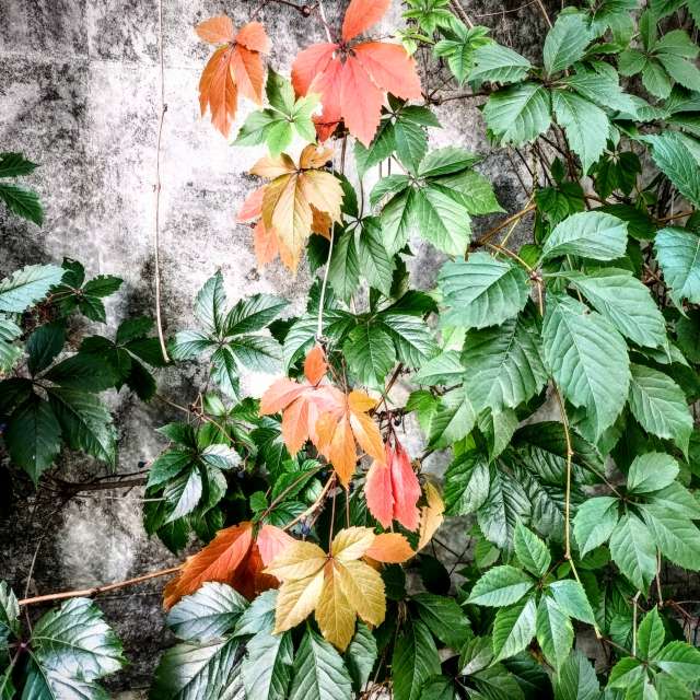 天气预报，带Michael_1969精美的照片