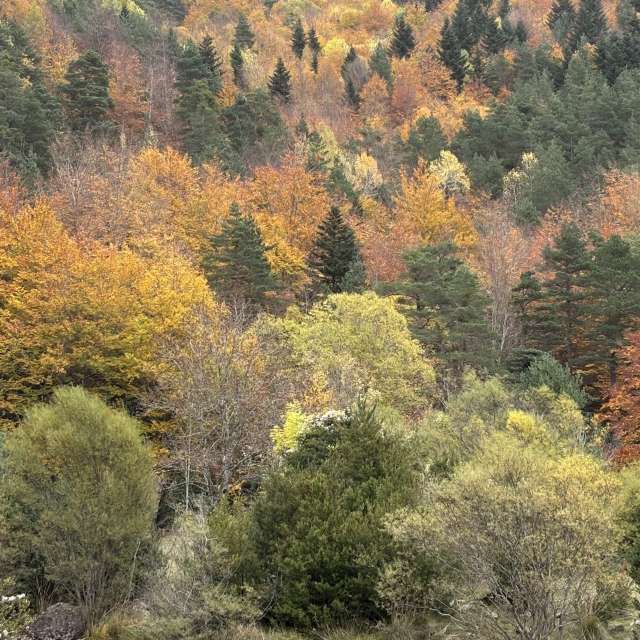 Leafs. Weather forecasts with beautiful photos by Kiko de Brugada Photos in World