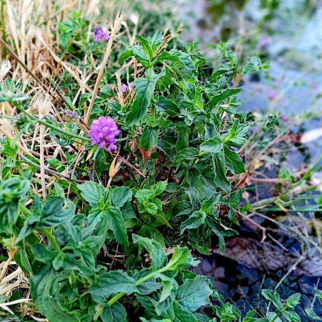 Wettervorhersagen mit schönen Fotos von fromIran