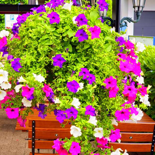 Pot. Weather forecasts with beautiful photos by Seni Photos in Velbert