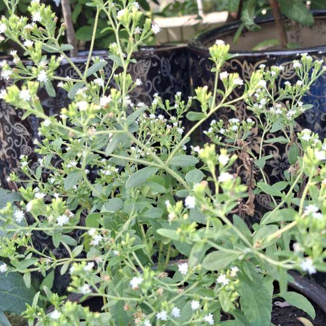 Fotos Cercado. Previsões do tempo com lindas fotos de Wen-ya Huang em Kaohsiung City