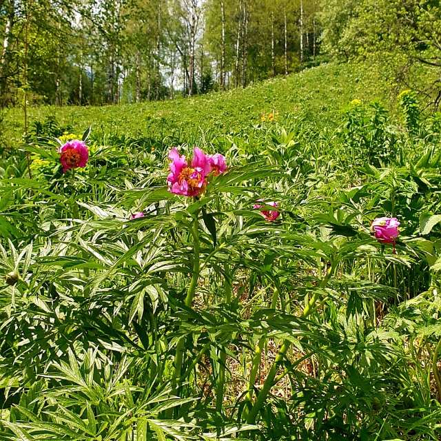 Weather Photos in Flower. Weather forecasts with beautiful photos by vreblis