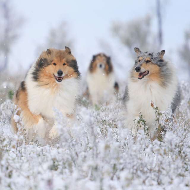 Cold. Weather forecasts with beautiful photos by mary_bell_photo Photos in World