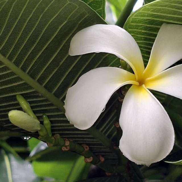 Pizza. Weather forecasts with beautiful photos by Wen-ya Huang Photos in Kaohsiung City