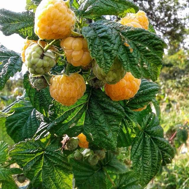 Fruit. Weather forecasts with beautiful photos by urashm Photos in Khmelnytskyi