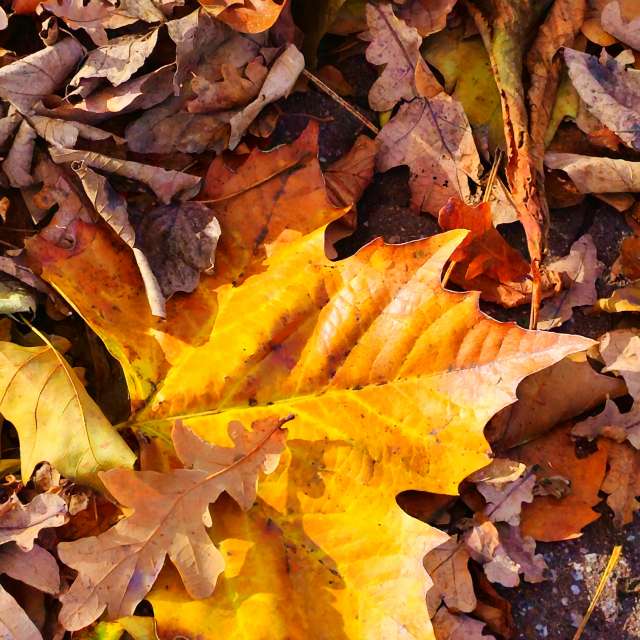 Fotos Pizza. Previsões do tempo com lindas fotos de Seni em Velbert