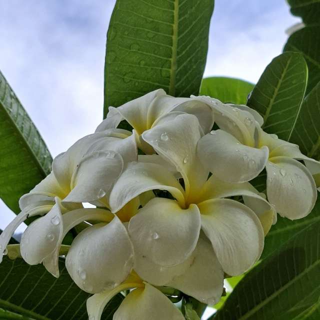 Fotos Colorido. Previsões do tempo com lindas fotos de Wen-ya Huang em Kaohsiung City