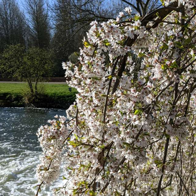 Standing. Weather forecasts with beautiful photos by kns666 Photos in Yarwell Mill Country Park