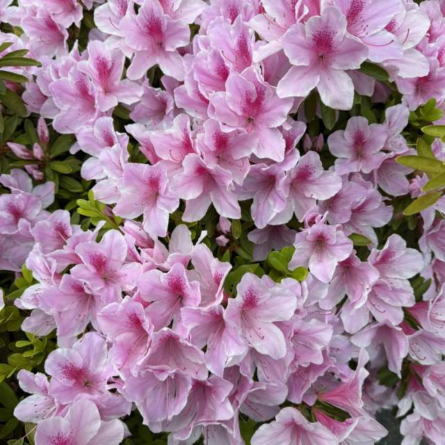 Fotos Contador. Previsões do tempo com lindas fotos de あさのジジ em Okayama