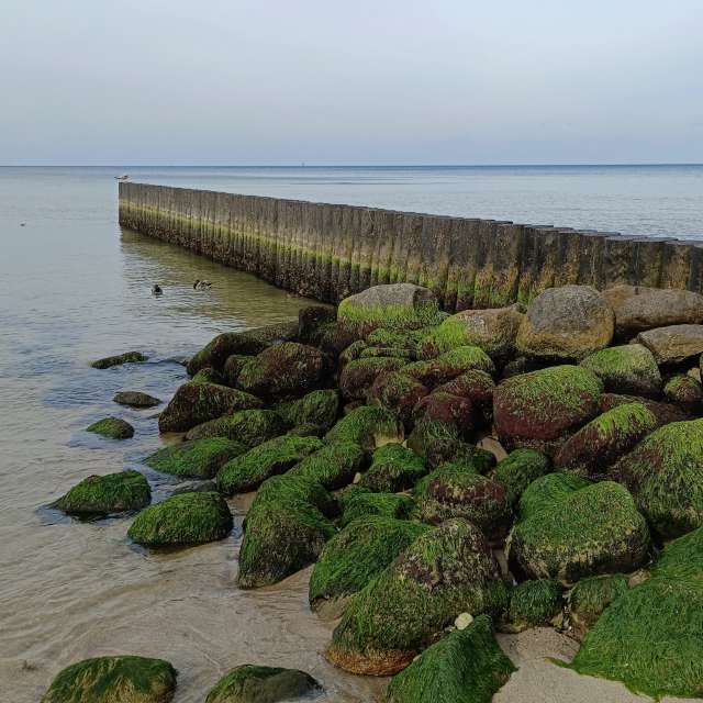 Fotos A lei. Previsões do tempo com lindas fotos de Михаил Бондаренко em Pionerskiy