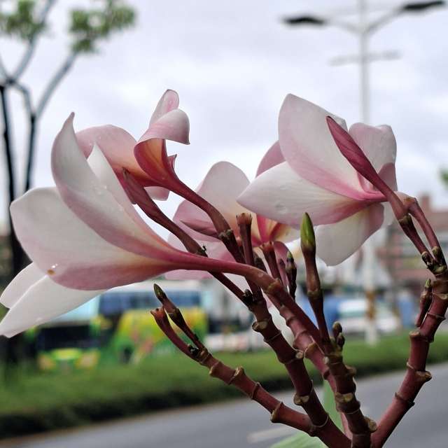 Photos Femme. Prévisions météo avec de superbes photos de Wen-ya Huang de Kaohsiung