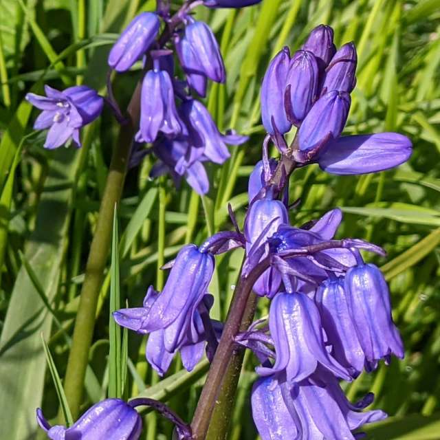 Bunch. Weather forecasts with beautiful photos by kns666 Photos in Yarwell Mill Country Park