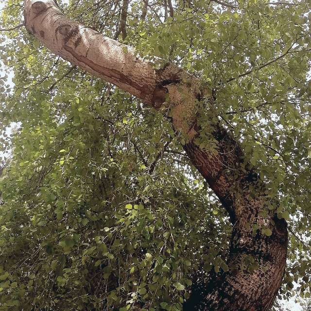 Fotos Alto. Previsões do tempo com lindas fotos de Diamond em Budapeste